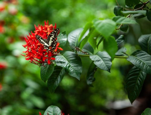 Actividades de Naturales para Primaria: aprender ciencia jugando